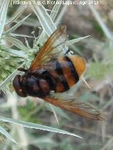 Mosca de las flores - Volucella zonaria. Prado Maguillo - Santiago Pontones