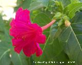 Dondiego de noche - Mirabilis jalapa. Los Villares