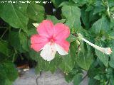 Dondiego de noche - Mirabilis jalapa. Los Villares