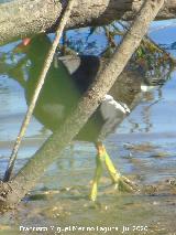 P�jaro Polla de agua - Gallinula chloropus. Laguna Dulce - Campillos