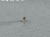 Pjaro Porrn - Aythya ferina. Macho. Laguna - Torredonjimeno