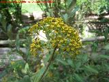 Adelfilla - Bupleurum fruticosum. Pea del Olivar - Siles