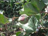 Algodn - Gossypium hirsutum. Capullo. Cerro Maquiz - Mengbar