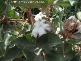 Algodn - Gossypium hirsutum. Flor. Cerro Maquiz - Mengbar