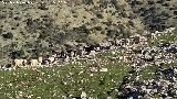 Cerro Los Morales - Valdepeñas de Jaén Oveja - Ovis aries. Cerro Los Morales - Valdepeñas de Jaén
