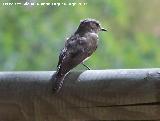 Pjaro Papamoscas gris - Muscicapa striata. Castillo de Locubn