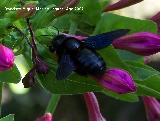 Abeja azul de la madera - Xylocopa violacea. Los Villares