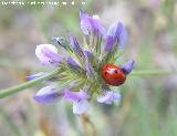 Mariquita de 7 puntos - Coccinella septempunctata. Segura