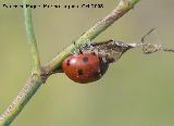 Mariquita de 7 puntos - Coccinella septempunctata. Navas de San Juan