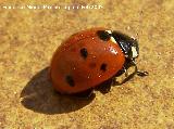 Mariquita de 7 puntos - Coccinella septempunctata. Los Villares