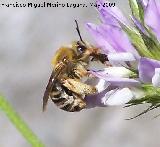 Abeja - Apis mellifica. Los Caones. Jan