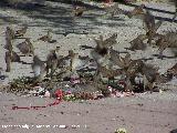 Pjaro Gorrin - Passer domesticus. Linares