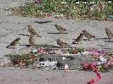 Pjaro Gorrin - Passer domesticus. Linares