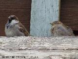 Pjaro Gorrin - Passer domesticus. Tabernas