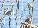 P�jaro Gorri�n - Passer domesticus. Laguna Dulce - Campillos