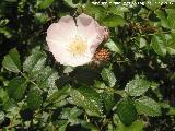 Escaramujo - Rosa canina. El Cerrajn - Los Villares