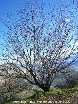 Escaramujo - Rosa canina. Jabalcuz - Jan