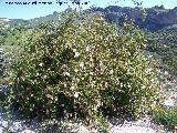 Escaramujo - Rosa canina. Los Villares