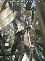 Langosta egipcia - Anacridium aegyptium. Los Villares