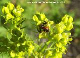 Araa Tomsido - Synaema globosum. Segura