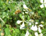 Mosca abeja mayor - Bombylius major. Jan