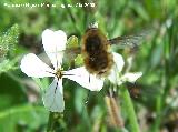 Mosca abeja mayor - Bombylius major. Jan