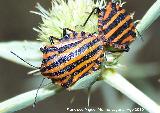 Chinche rayada - Graphosoma lineatum italicum. Prado Maguillo - Santiago Pontones