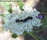 Escarabajo del sudario - Oxythyrea funesta. Segura