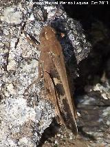 Saltamontes de campo - Chorthippus brunneus. San Miguel - Linares