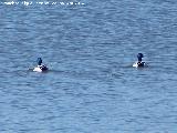 Pjaro nade real - Anas platyrhynchos. Laguna La Charca - Baeza