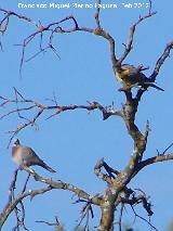 Pjaro Trtola turca - Streptopelia decaocto. Fuente del Rosal - Navas de San Juan