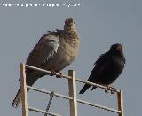 Pjaro Trtola turca - Streptopelia decaocto. Navas de San Juan