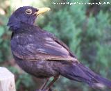 Pjaro Mirlo - Turdus merula. Benalmdena