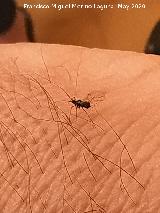 Pulg�n del algarrobo - Aphis craccivora. Los Villares