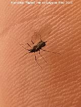 Pulg�n del algarrobo - Aphis craccivora. Los Villares
