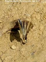 Mariposa podalirio - Iphiclides podalirius. Prado Maguillo - Santiago Pontones