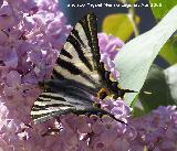 Mariposa podalirio - Iphiclides podalirius. Navas de San Juan