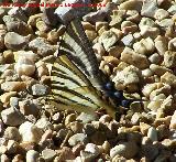 Mariposa podalirio - Iphiclides podalirius. Segura