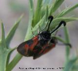 Zigena romeo - Zygaena romeo. Segura