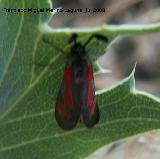 Zigena romeo - Zygaena romeo. Segura