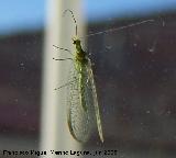 Crisopa - Chrysopa perla. Los Villares