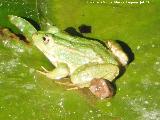 Rana - Pelophylax perezi. Alhambra - Granada