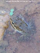 Rana - Pelophylax perezi. Puente Honda - Benatae