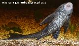 Pez Plecostomus - Hypostomus plecostomus. Los Villares