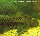 Pez Plecostomus - Hypostomus plecostomus. Los Villares