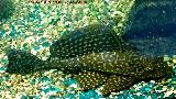 Pez Plecostomus - Hypostomus plecostomus. Los Villares