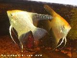 Pez Escalar - Pterophyllum scalare. Los Villares