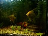 Pez Escalar - Pterophyllum scalare. Los Villares