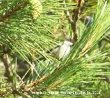 Pjaro Carbonero garrapinos - Parus ater. Segura