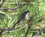 Pjaro Carbonero garrapinos - Parus ater. Segura